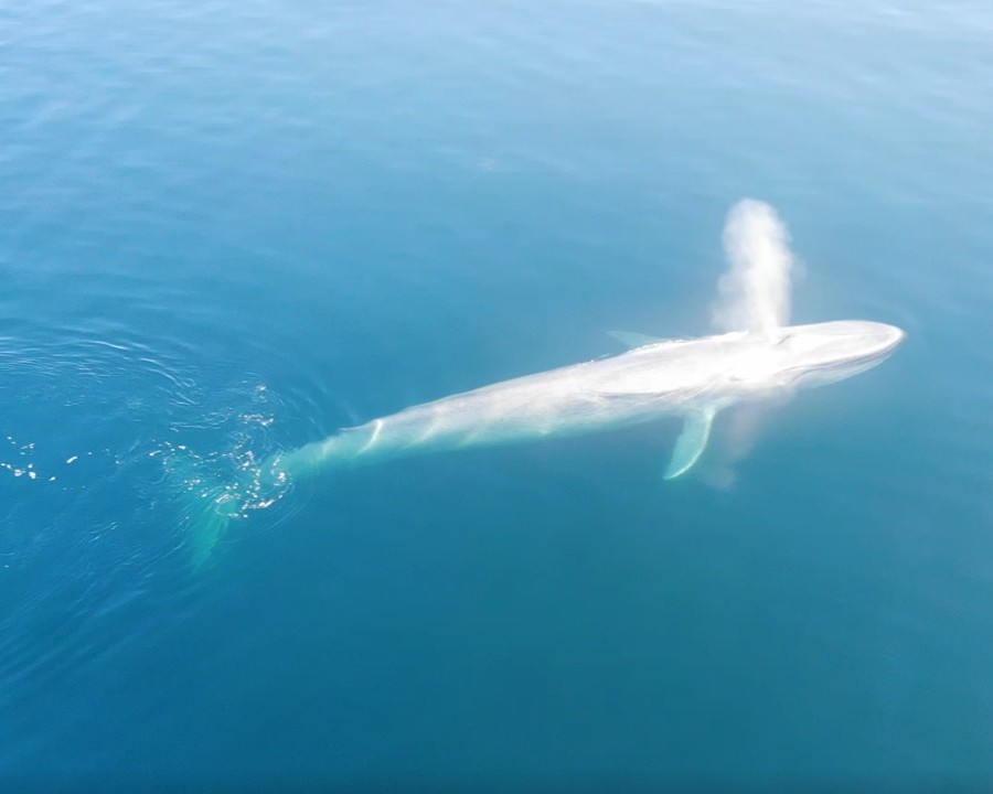 Whales in Gulf of Ancud
